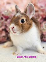 DE ENIGE ECHTE MINI LOFFELOHR KONIJNTJES, Dieren en Toebehoren, Konijnen, Meerdere dieren, Klein, 0 tot 2 jaar