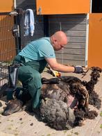 Schapen scheren., Dieren en Toebehoren, Vrouwelijk, Schaap