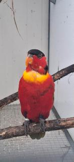 Lori, Dieren en Toebehoren