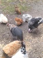 2 kalkoenen, Dieren en Toebehoren, Pluimvee, Vrouwelijk, Kalkoen