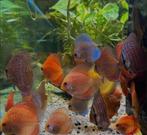 Discus vissen, Dieren en Toebehoren, Vis