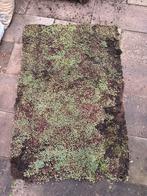 sedumdak- Groendak, Doe-het-zelf en Verbouw, Dakpannen en Dakbedekking, Ophalen, Overige materialen, Zwart, Zo goed als nieuw