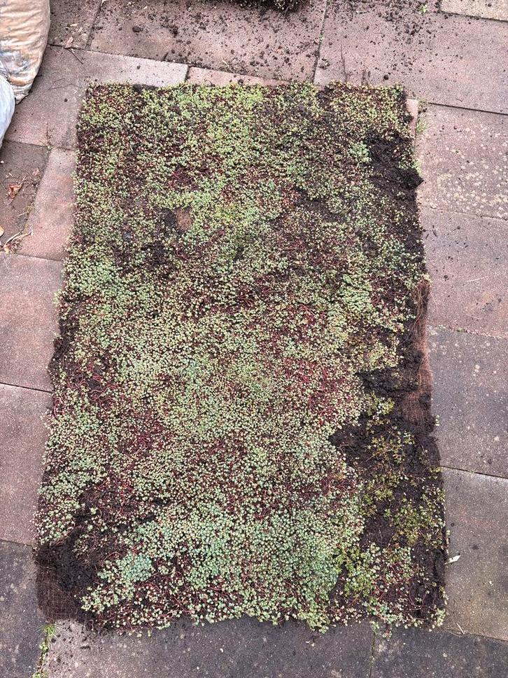 sedumdak- Groendak, Doe-het-zelf en Verbouw, Dakpannen en Dakbedekking, Zo goed als nieuw, Overige materialen, Zwart, 15 m² of meer