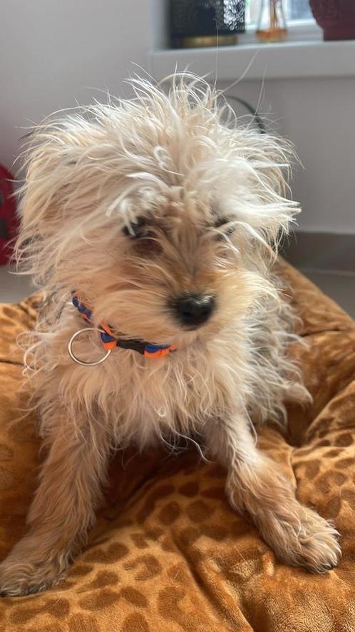 Kleine pupjes ter adoptie, Dieren en Toebehoren, Honden | Niet-rashonden, Klein, Meerdere dieren, Particulier, Meerdere, Buitenland