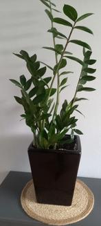 Mooie plant in pot, Tuin en Terras, Planten | Tuinplanten, Ophalen, Overige soorten, Volle zon