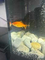 Vissen, Dieren en Toebehoren, Vissen | Aquariumvissen, Vis