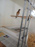 Schamalijsters 3 jonge mei 2025, Dieren en Toebehoren, Vogels | Overige Vogels, Geslacht onbekend, Tropenvogel, Geringd