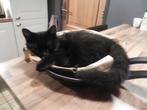 Britse korthaar kittens, volbloed en halfbloed, Dieren en Toebehoren, Katten en Kittens | Raskatten | Korthaar, Meerdere dieren