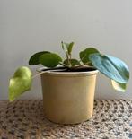 Pannenkoekenplant 🌿Ruil mij!!🌿, Ophalen, Overige soorten, Minder dan 100 cm