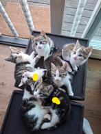 Lieve Kittens, Dieren en Toebehoren, Poes