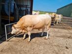 Te koop blonde d'aquitaine dekstier, Dieren en Toebehoren, Mannelijk, 0 tot 2 jaar
