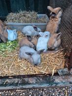 Mooie franse hangoortjes mogen vanaf 23 december verhuizen, Dieren en Toebehoren, Konijnen, Meerdere dieren, Groot