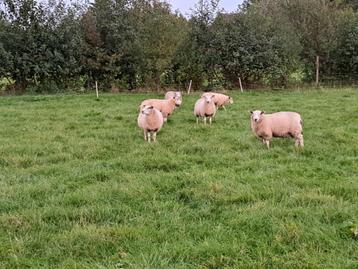 Swifter ramlammeren, lammeren, rammen, ram beschikbaar voor biedingen