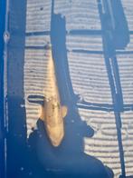 Koi, wit met zwarte rug (20-25cm), Karper of Koi