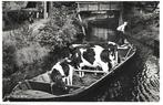 Giethoorn- -Veevervoer., Verzenden, 1960 tot 1980, Ongelopen, Overijssel