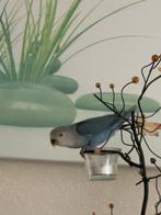 Lieve Jonge Gezonde Agapornis Dwergpapegaai Lovebird Handtam, Meerdere dieren, Dwergpapegaai of Agapornis, Geringd