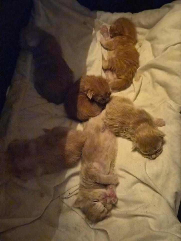 De Katertjes zijn op 23.Nov.2025 geboren.🥰, Dieren en Toebehoren, Katten en Kittens | Raskatten | Langhaar, Meerdere dieren, 0 tot 2 jaar