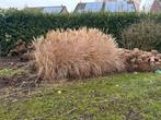 Siergrassen diverse - GRATIS !, Tuin en Terras, Ophalen, Volle zon, Vaste plant, Siergrassen