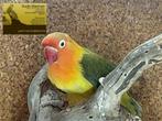 fischeri's te koop., Meerdere dieren, Dwergpapegaai of Agapornis