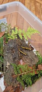 Vuursalamander salamandra s. terrestris, Dieren en Toebehoren