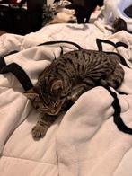 Kittens 4 tijger katjes, Meerdere dieren, Kortharig, 0 tot 2 jaar