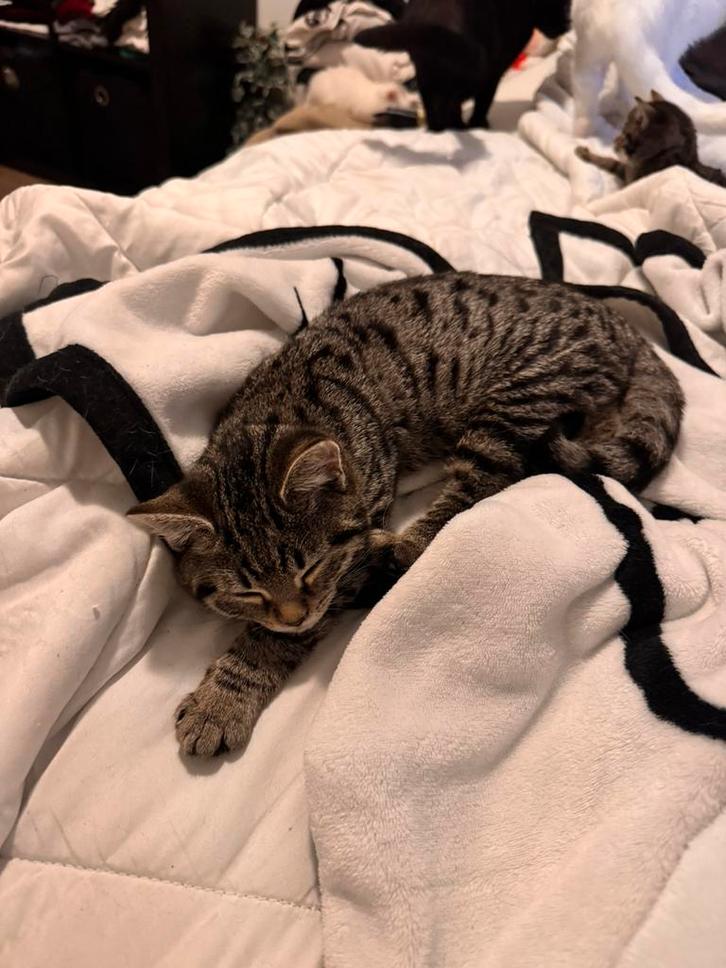 Kittens 4 tijger katjes, Dieren en Toebehoren, Katten en Kittens | Overige Katten, Kortharig, Meerdere dieren, 0 tot 2 jaar