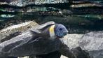 Tropheus Maswa Tanganyika, Dieren en Toebehoren, Vissen | Aquariumvissen, Vis, Zoetwatervis, Schoolvis