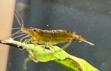 Rusty Green Neocaridina Shrimps beschikbaar voor biedingen