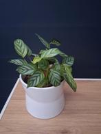 Calathea, Ophalen, Overige soorten, Halfschaduw, In pot
