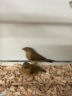 Binsenastrilde, Dieren en Toebehoren, Vogels | Overige Vogels, Geslacht onbekend