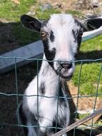 DwergGeitjes half tam, Dieren en Toebehoren, Schapen, Geiten en Varkens, Vrouwelijk, Geit