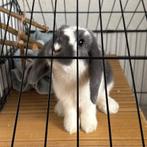 mini lop dwerg hangoor, Dieren en Toebehoren, Konijnen, Vrouwelijk, Dwerg, Hangoor