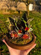 Opgezette vlinder - Urania Ripheus, Ophalen of Verzenden, Nieuw, Insect, Opgezet dier