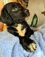 Griekse pup zoekt Nederlands thuis, Dieren en Toebehoren, Honden | Niet-rashonden, Particulier, Rabiës (hondsdolheid), Reu, 8 tot 15 weken