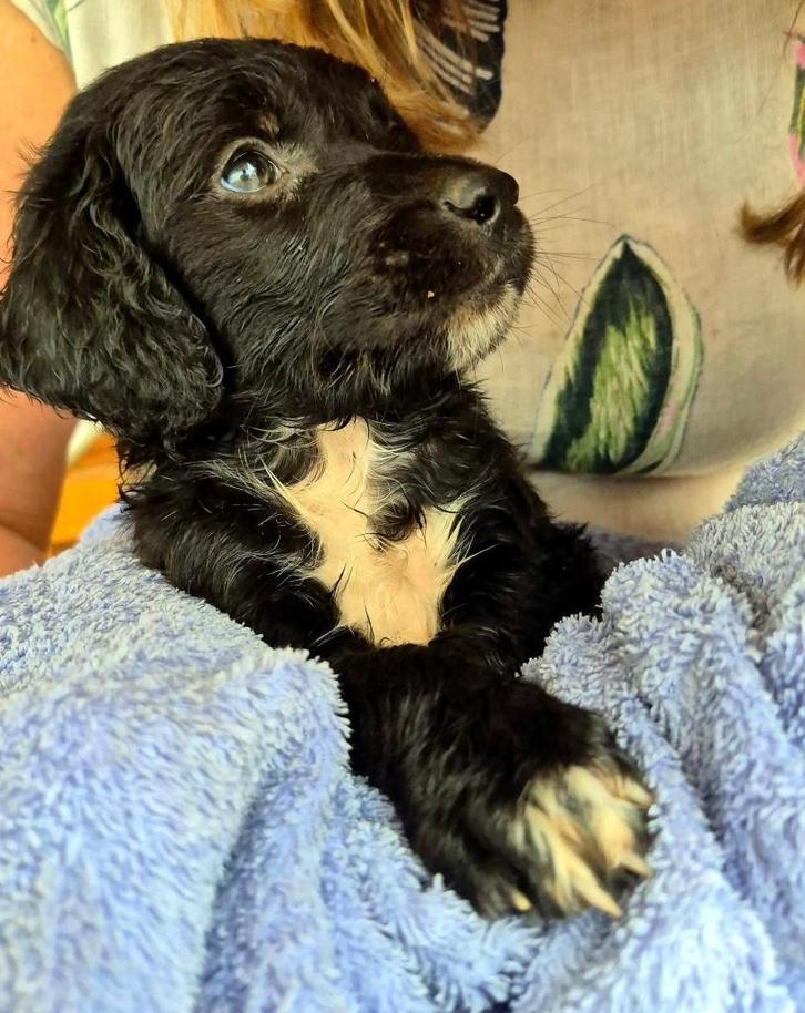 Griekse pup zoekt Nederlands thuis, Dieren en Toebehoren, Honden | Niet-rashonden, Middel, Reu, Particulier, Eén hond, Buitenland