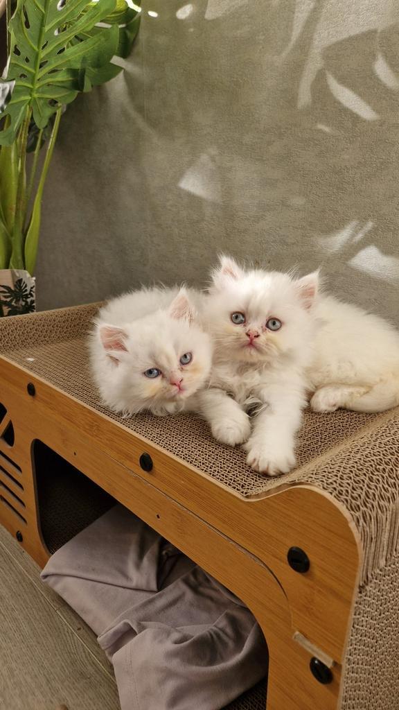 Witte Perzische kittens te koop, Dieren en Toebehoren, Katten en Kittens | Raskatten | Langhaar, Meerdere dieren