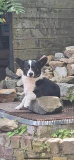 Welsh Corgi dekreu, Dieren en Toebehoren, Reu, Parvo, Eén hond, 3 tot 5 jaar