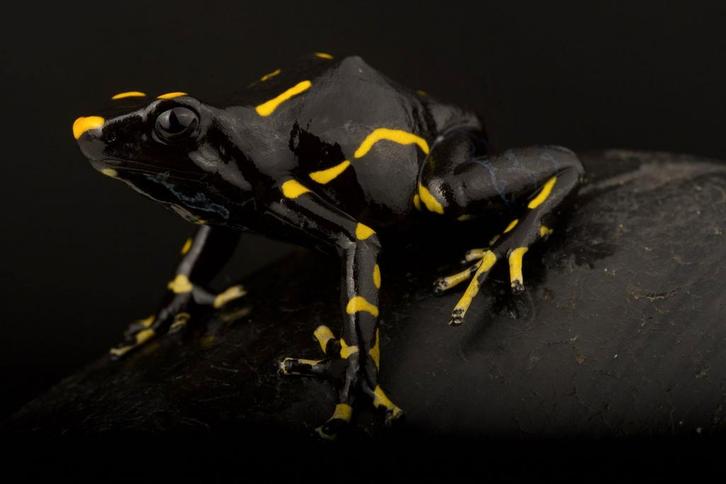 Dendrobates tinctorius 'Alanis' uit eigen kwekerij