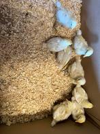 Acht prachtige poule de bresse kuikens, Dieren en Toebehoren, Pluimvee, Geslacht onbekend, Kip