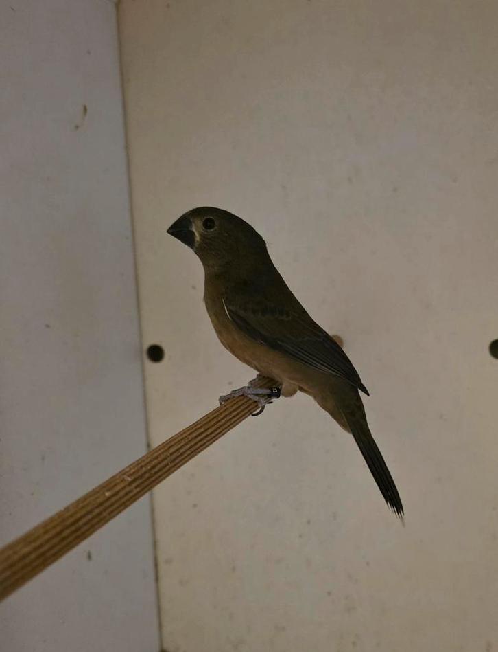 twatwa / twa twa aangeboden, Dieren en Toebehoren, Vogels | Overige Vogels, Tropenvogel, Meerdere dieren, Geringd