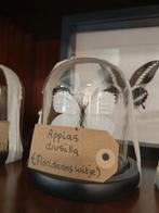 floridaans witje opgezette vlinder in stolp, Huis en Inrichting, Woonaccessoires | Stolpen, Ophalen of Verzenden, Zo goed als nieuw