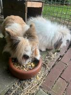 Twee lieve konijnen op zoek naar een nieuw thuis ️, Dieren en Toebehoren, Konijnen, Meerdere dieren, Middelgroot, 3 tot 5 jaar