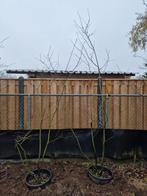 2x Meerstammige Amelanchier Lamarkii, Tuin en Terras, Planten | Bomen, Ophalen, Volle zon, Overige soorten