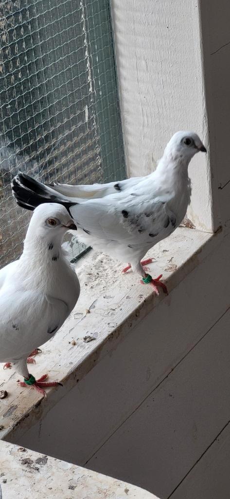 Figurita duiven bont, Dieren en Toebehoren, Vogels | Duiven, Overige soorten, Meerdere dieren