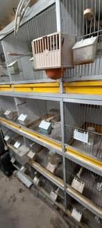 Van Keulen broedkooien 50 cm br 40 cm diep zeer kompleet, Ophalen, Hout, Broedkooi of Kweekkooi