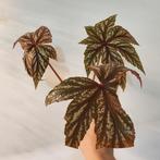 Begonia gryphon, Ophalen of Verzenden, Halfschaduw, Minder dan 100 cm