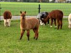 Prachtige alpacahengst te koop, Juni, Mannelijk