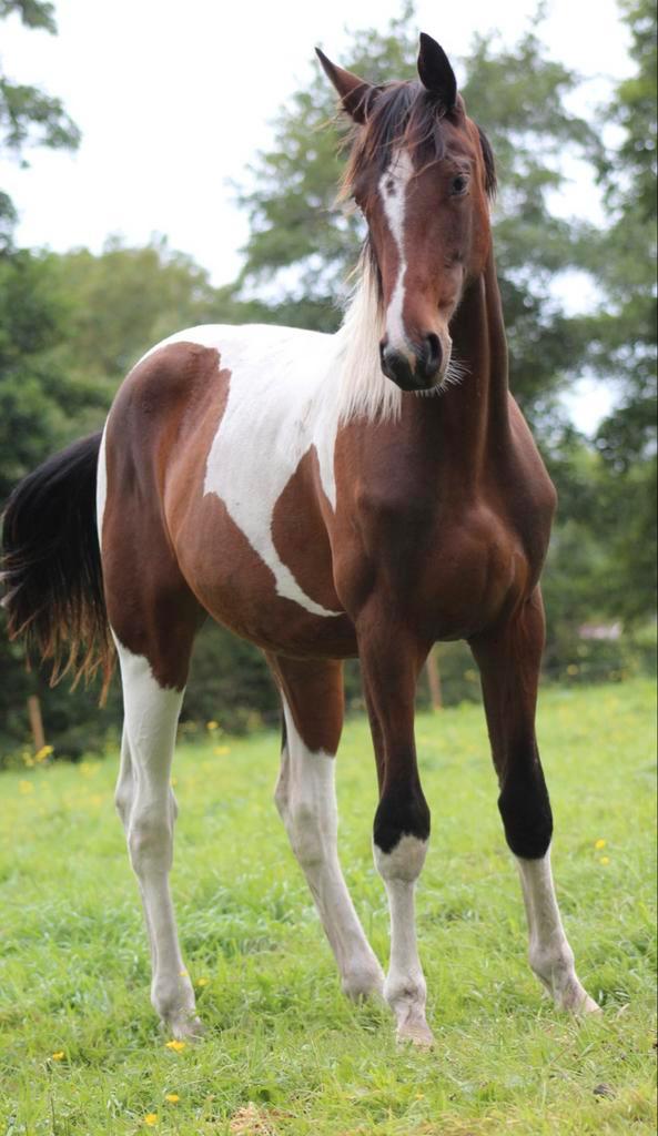 Bloedmooie en vooral lieve merrie!!!, Dieren en Toebehoren, Paarden, Merrie, Niet van toepassing, 0 tot 2 jaar, Met stamboom, Gechipt