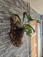 Hertshoorn op kurk L, Groene kamerplant, Ophalen of Verzenden, Halfschaduw, Minder dan 100 cm