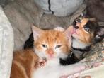 2 lieve kittens, Dieren en Toebehoren, Katten en Kittens | Overige Katten, Meerdere dieren, Kortharig, 0 tot 2 jaar